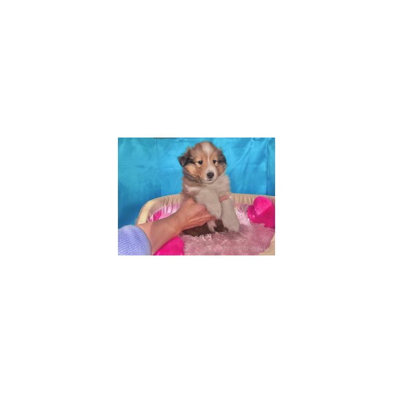 成約済の愛知県のシェットランドシープドッグ(シェルティ)-432593の2枚目