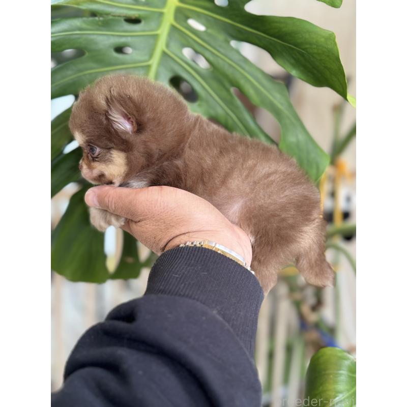 成約済の静岡県のポメチワ:ポメラニアン×チワワ-433253の4枚目