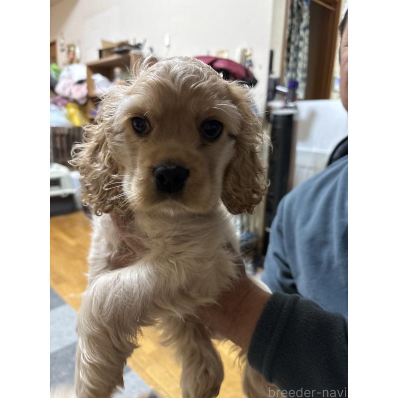 販売中の愛知県のアメリカンコッカースパニエル-425602の1枚目