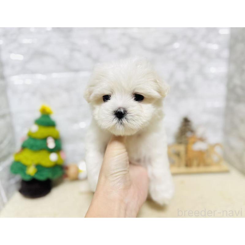 販売中の岐阜県のマルチーズ-435458の9枚目
