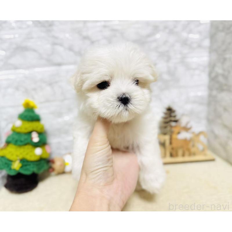 販売中の岐阜県のマルチーズ-435458の8枚目