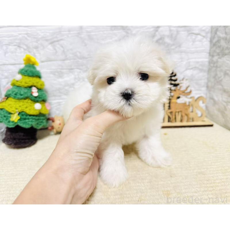 販売中の岐阜県のマルチーズ-435458の7枚目