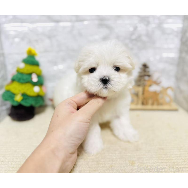 販売中の岐阜県のマルチーズ-435458の6枚目