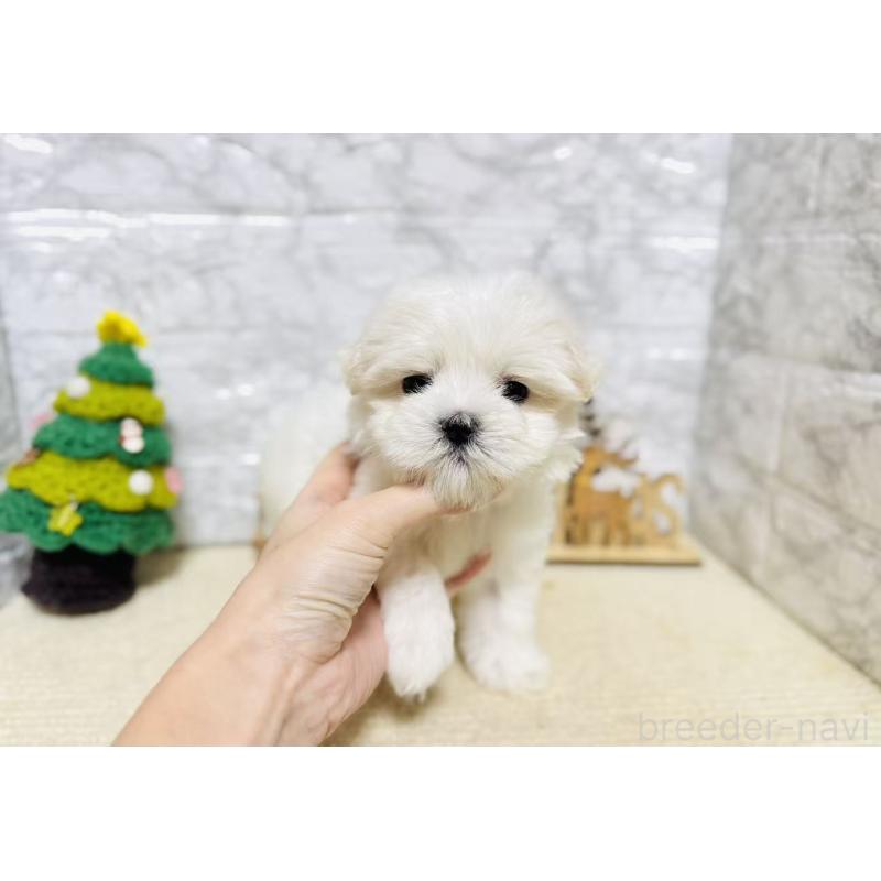 販売中の岐阜県のマルチーズ-435458の5枚目