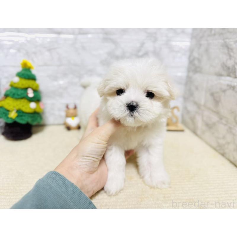 販売中の岐阜県のマルチーズ-435458の4枚目