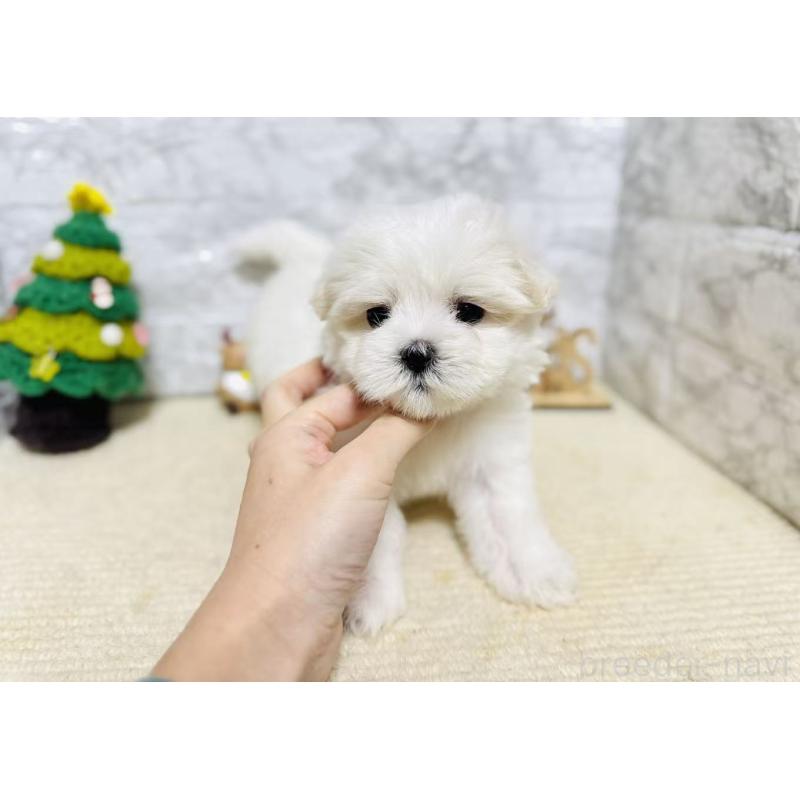 販売中の岐阜県のマルチーズ-435458の3枚目