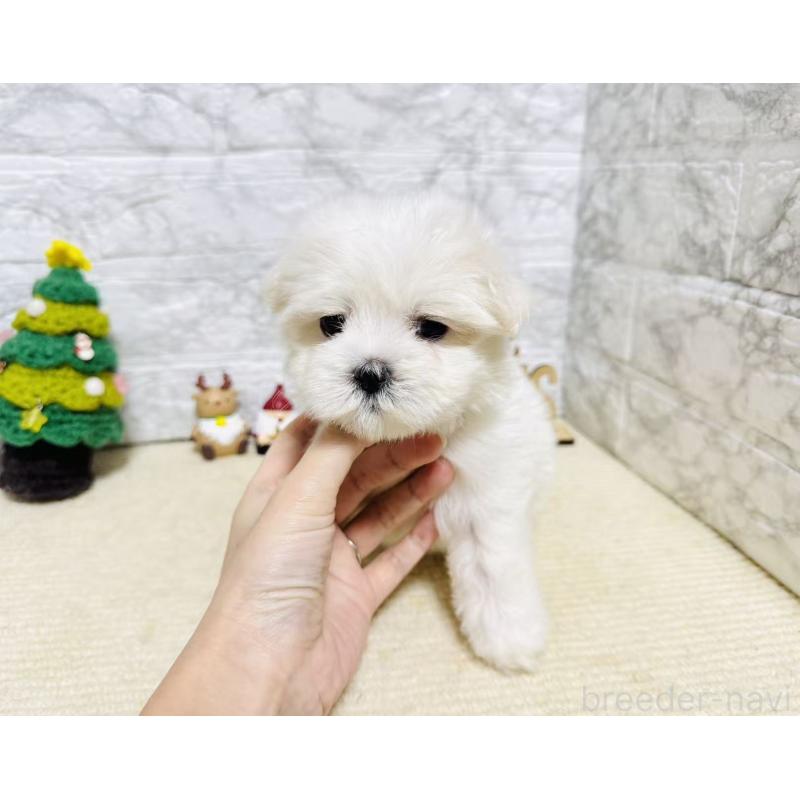 販売中の岐阜県のマルチーズ-435458の2枚目