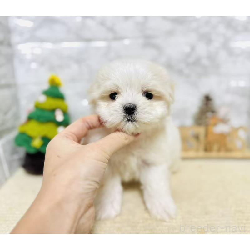 販売中の岐阜県のマルチーズ-435459の9枚目