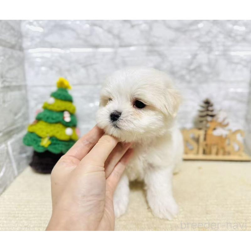 販売中の岐阜県のマルチーズ-435459の8枚目