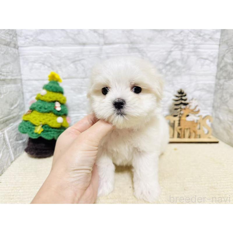 販売中の岐阜県のマルチーズ-435459の7枚目