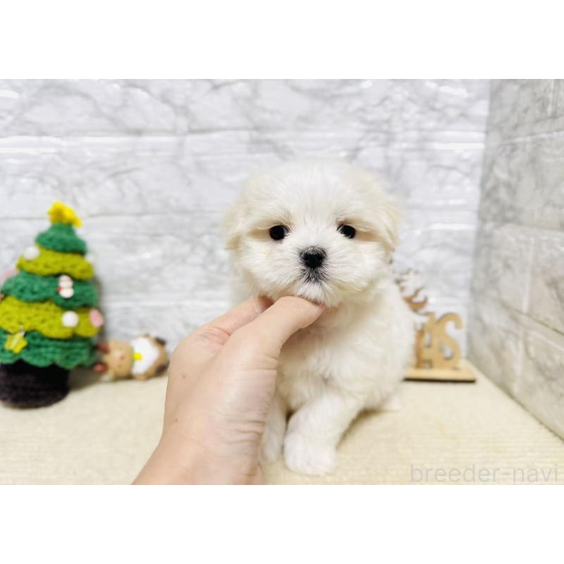 販売中の岐阜県のマルチーズ-435459の6枚目