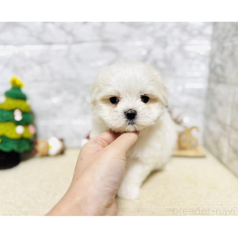 販売中の岐阜県のマルチーズ-435459の5枚目