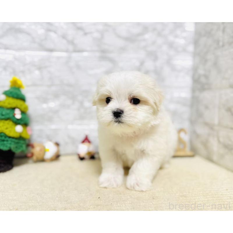 販売中の岐阜県のマルチーズ-435459の4枚目