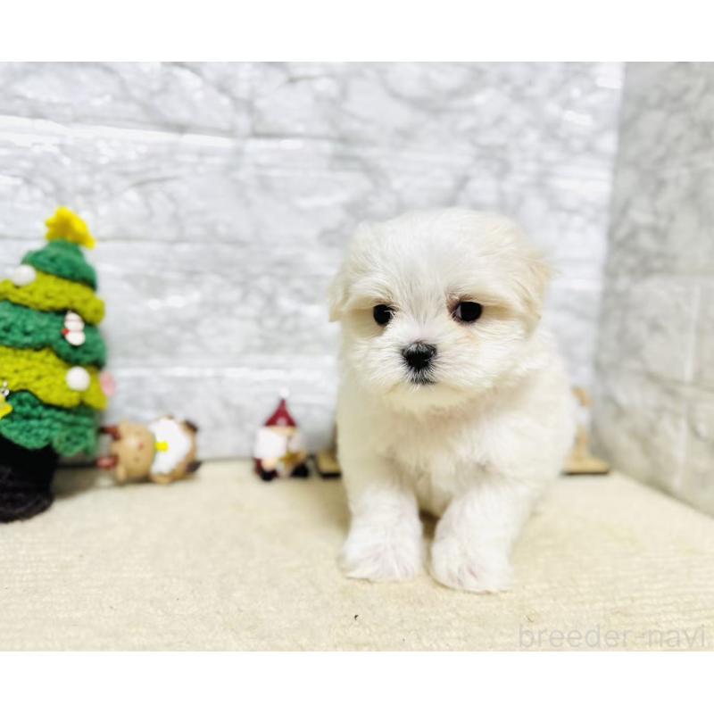 販売中の岐阜県のマルチーズ-435459の2枚目