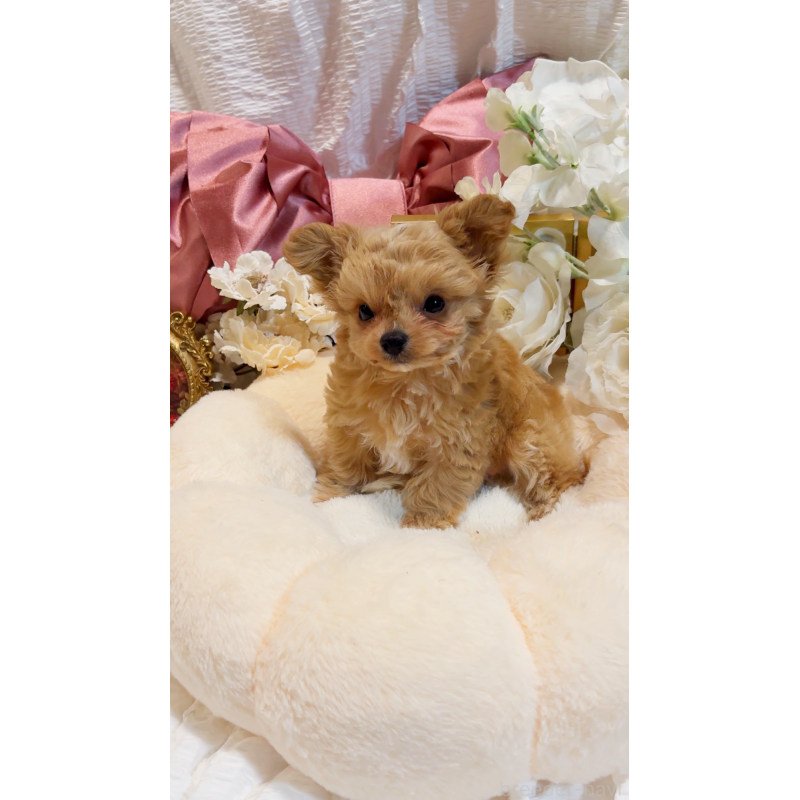 商談中の大阪府のチワプー:チワワ×トイプードル-431429の10枚目