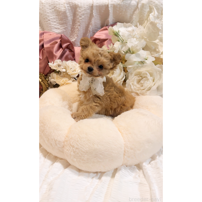 商談中の大阪府のチワプー:チワワ×トイプードル-431429の9枚目