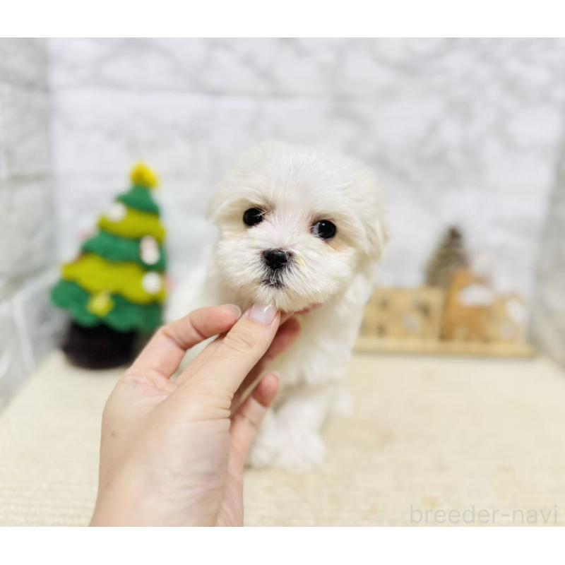 販売中の岐阜県のマルチーズ-435460