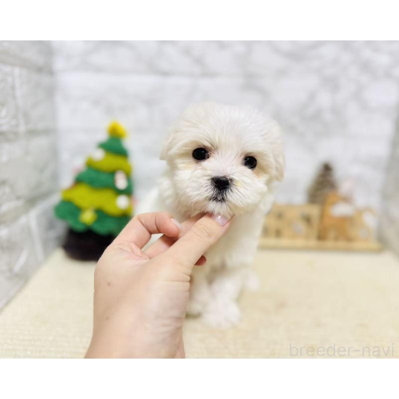 販売中の岐阜県のマルチーズ-435460の8枚目