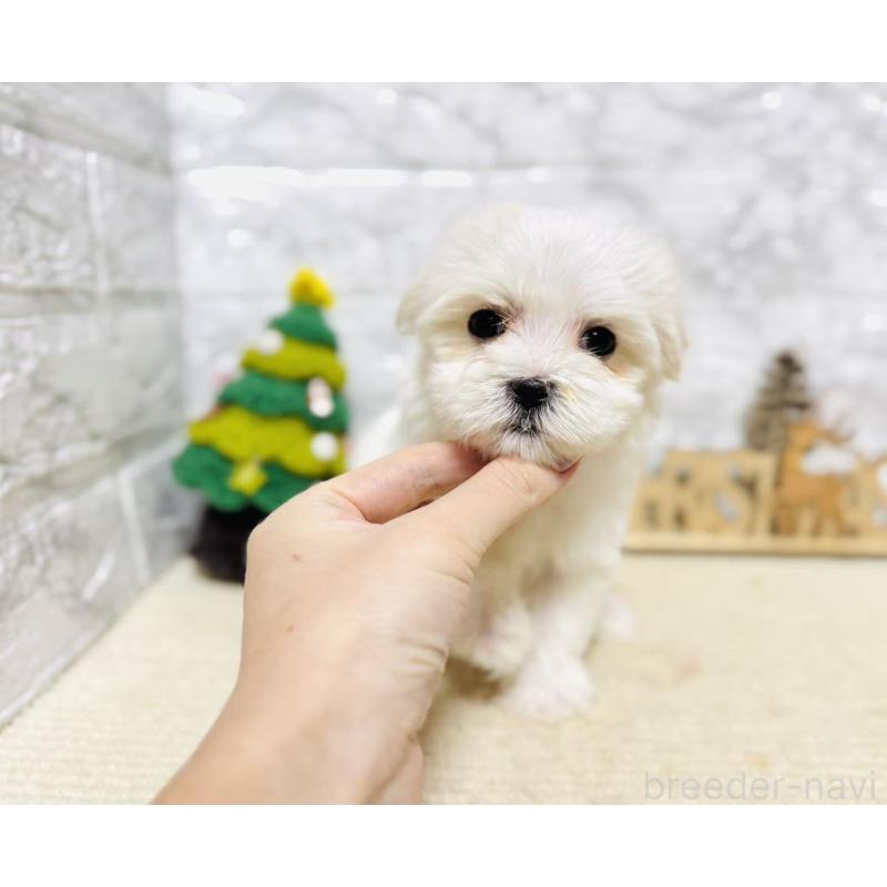 販売中の岐阜県のマルチーズ-435460の7枚目