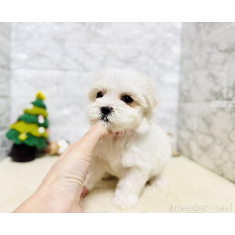 販売中の岐阜県のマルチーズ-435460の5枚目