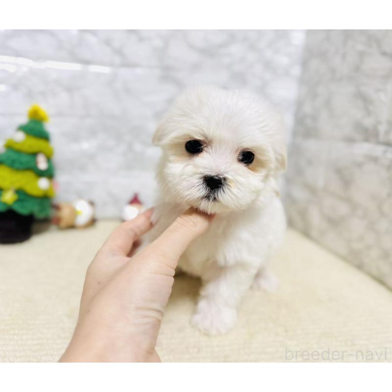 販売中の岐阜県のマルチーズ-435460の4枚目