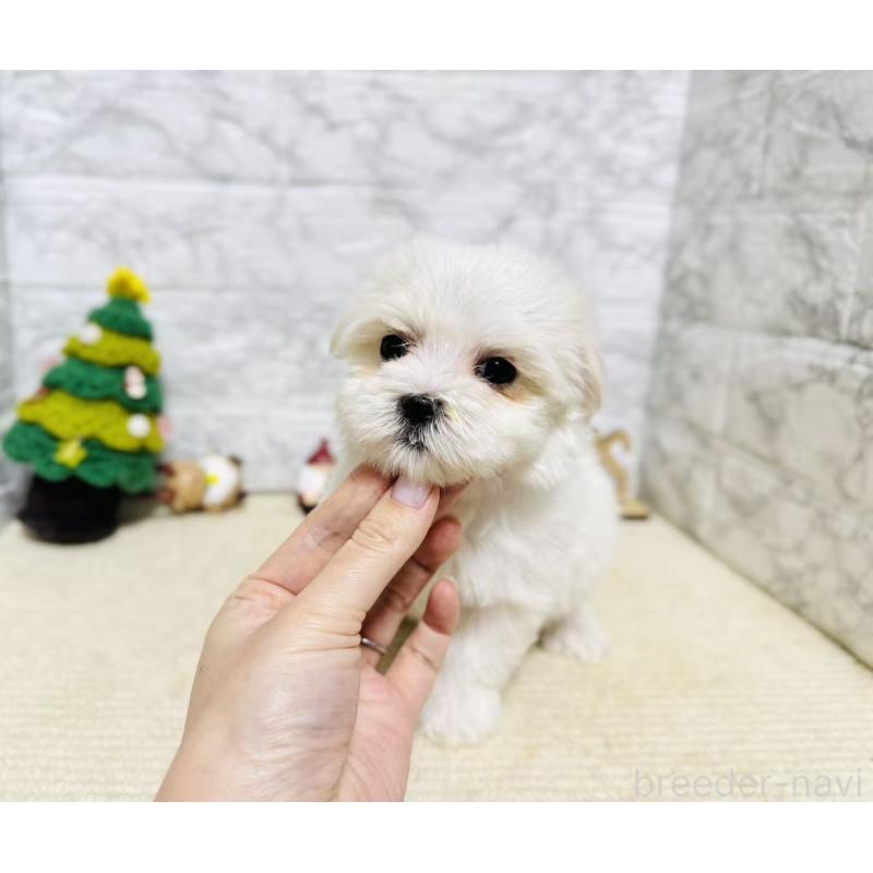 販売中の岐阜県のマルチーズ-435460の3枚目