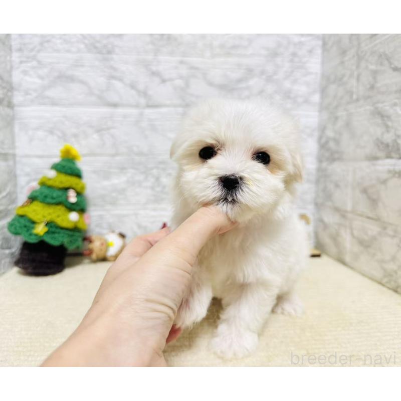 販売中の岐阜県のマルチーズ-435460の2枚目