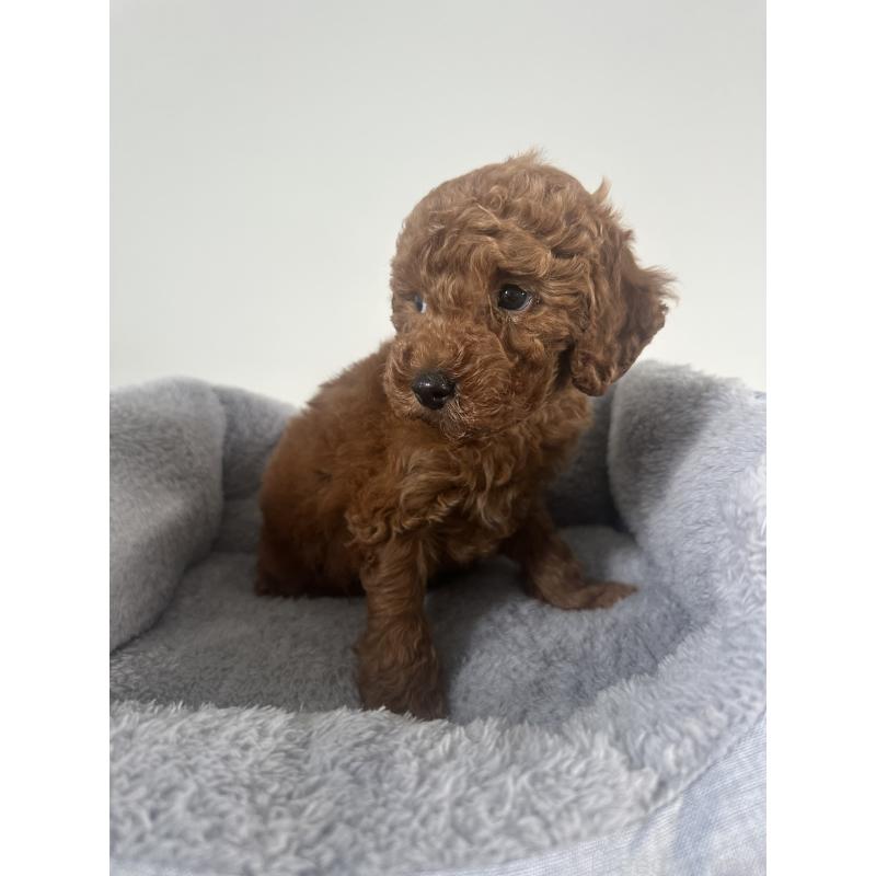 販売中の兵庫県のトイプードル-435456の7枚目