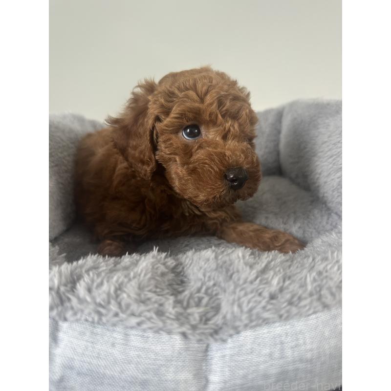 販売中の兵庫県のトイプードル-435456の5枚目