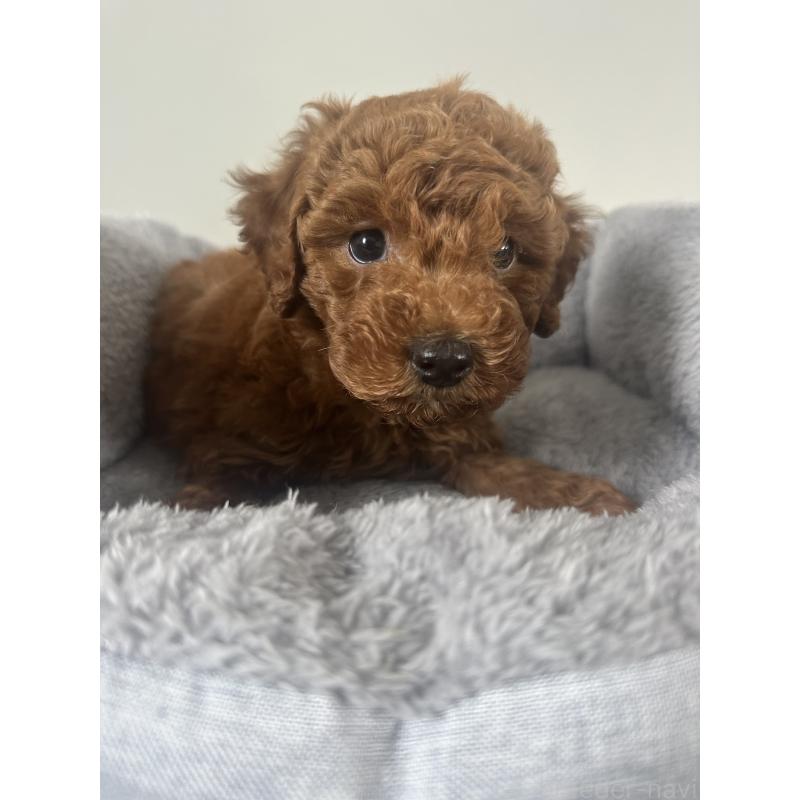 販売中の兵庫県のトイプードル-435456の3枚目