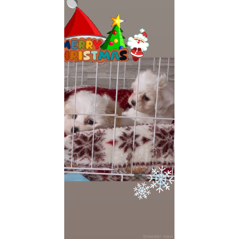 成約済の愛媛県のミックス犬-431563の2枚目