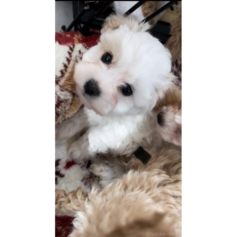 成約済の愛媛県のミックス犬-431563の1枚目