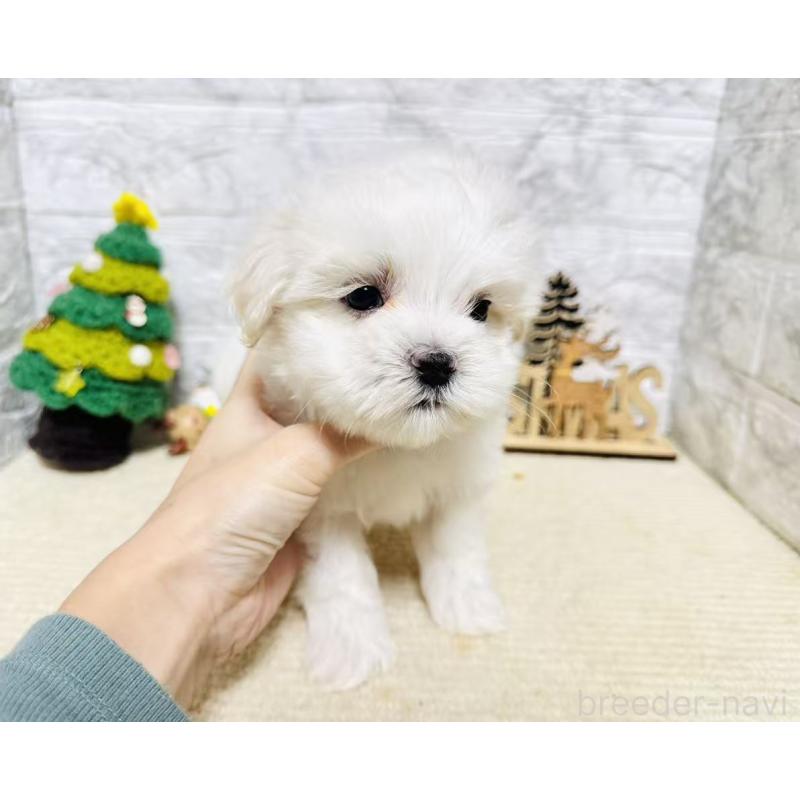 販売中の岐阜県のマルチーズ-435466の8枚目