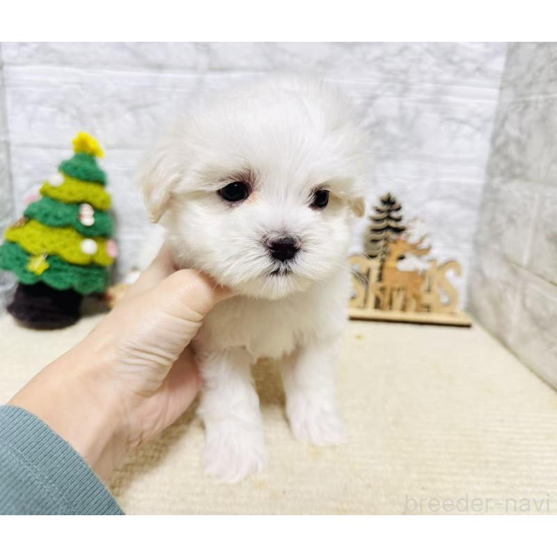 販売中の岐阜県のマルチーズ-435466の7枚目