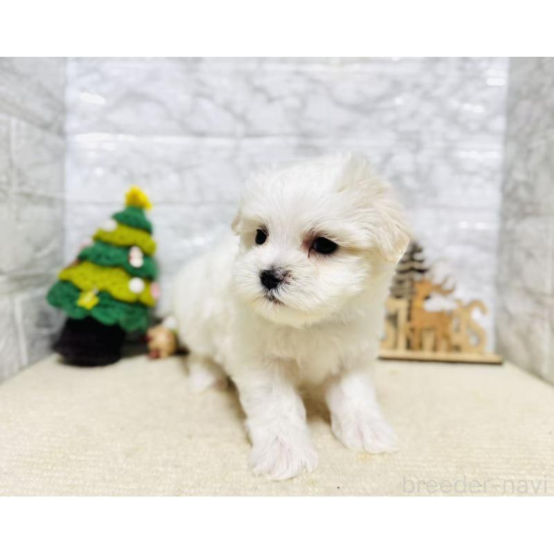 販売中の岐阜県のマルチーズ-435466の6枚目