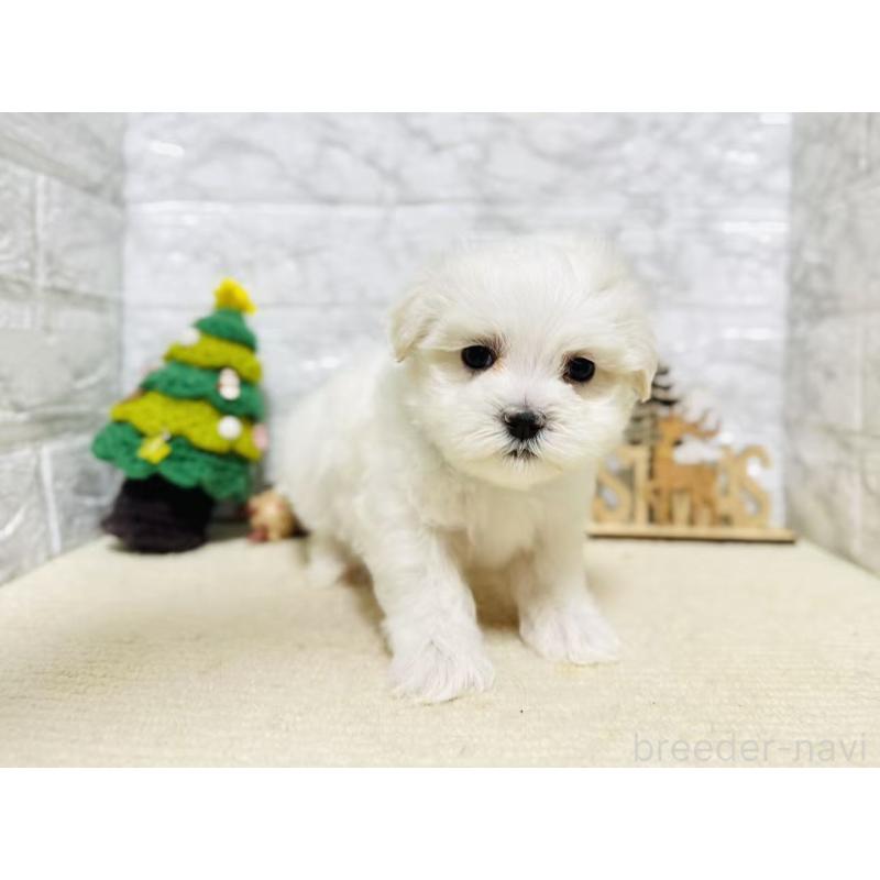 販売中の岐阜県のマルチーズ-435466の5枚目