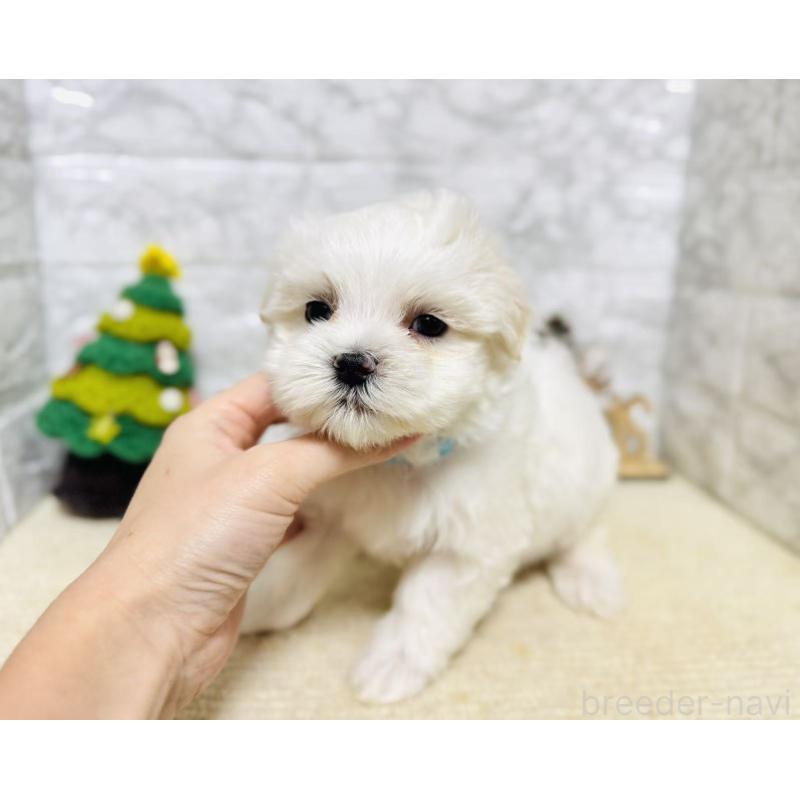 販売中の岐阜県のマルチーズ-435466の4枚目