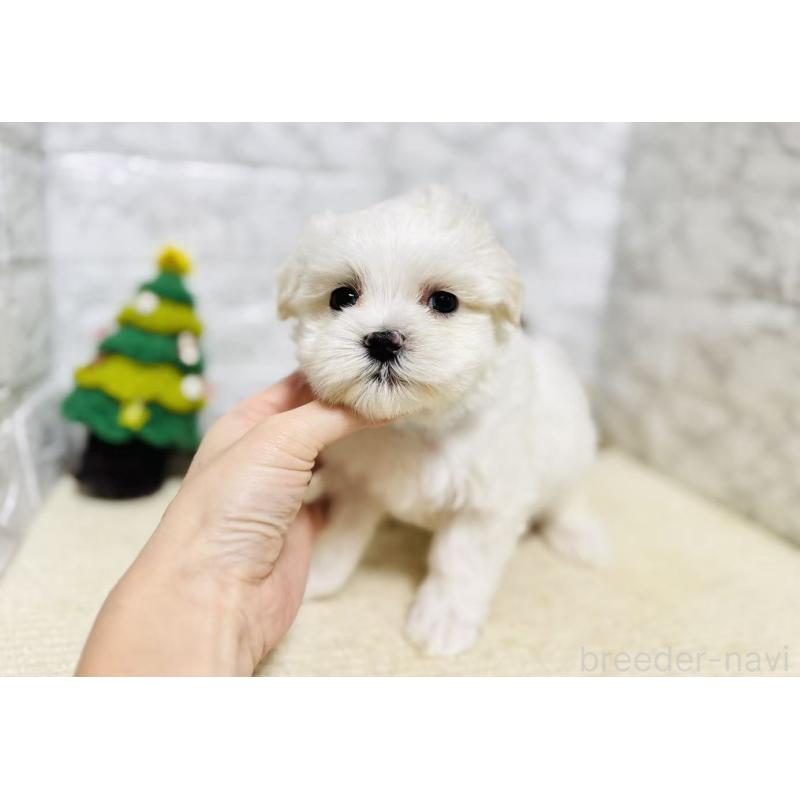 販売中の岐阜県のマルチーズ-435466の3枚目