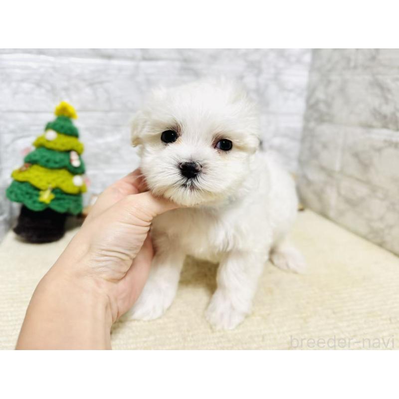 販売中の岐阜県のマルチーズ-435466の2枚目