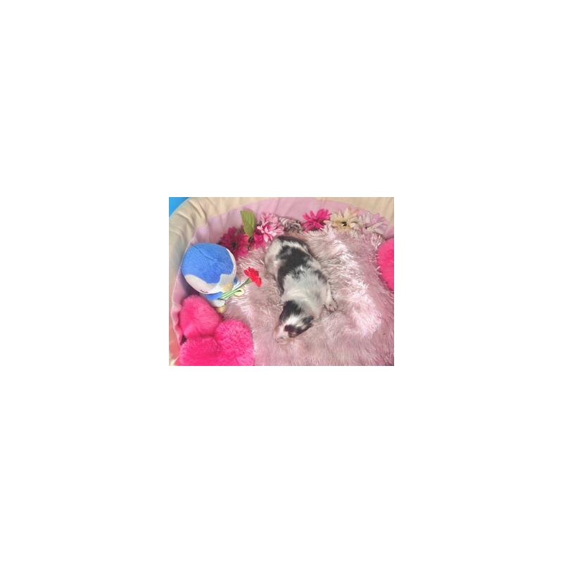 販売中の愛知県のシェットランドシープドッグ(シェルティ)-435464の2枚目