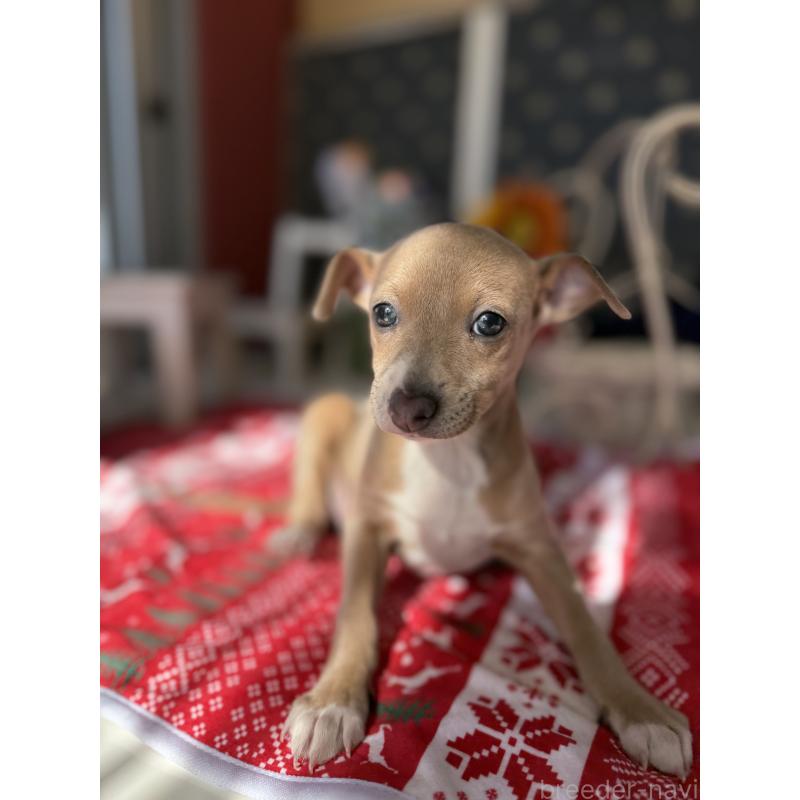 成約済の宮崎県のイタリアングレーハウンド(イタグレ)-433333の12枚目