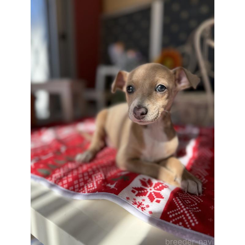 成約済の宮崎県のイタリアングレーハウンド(イタグレ)-433333の11枚目