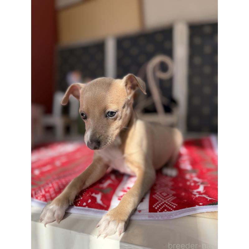 成約済の宮崎県のイタリアングレーハウンド(イタグレ)-433333の10枚目