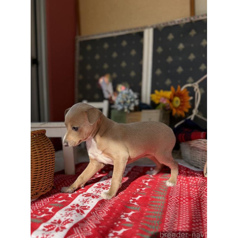 成約済の宮崎県のイタリアングレーハウンド(イタグレ)-433333の9枚目