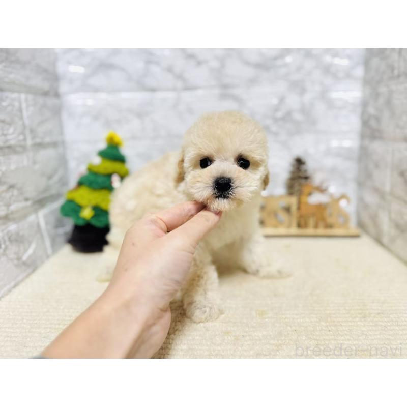 販売中の岐阜県のタイニープードル-435467の9枚目