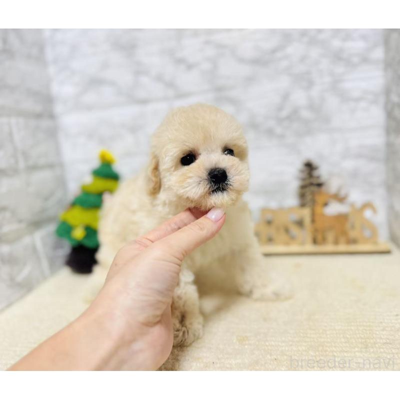 販売中の岐阜県のタイニープードル-435467の8枚目