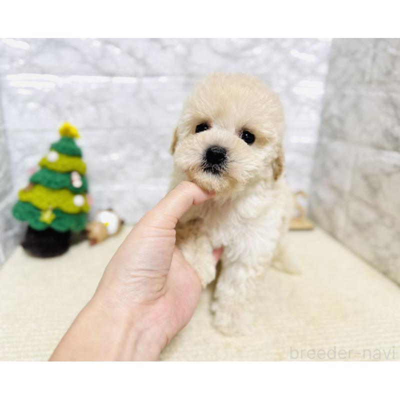 販売中の岐阜県のタイニープードル-435467の6枚目