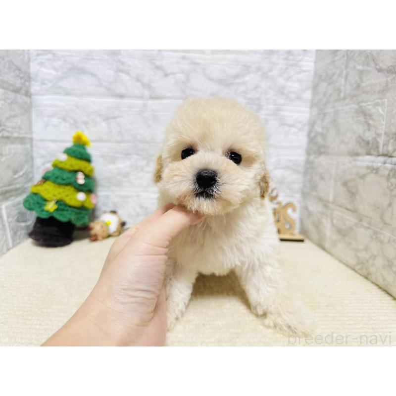 販売中の岐阜県のタイニープードル-435467の4枚目