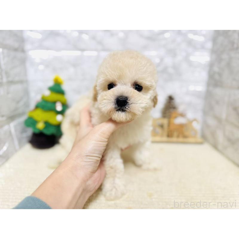販売中の岐阜県のタイニープードル-435467の3枚目