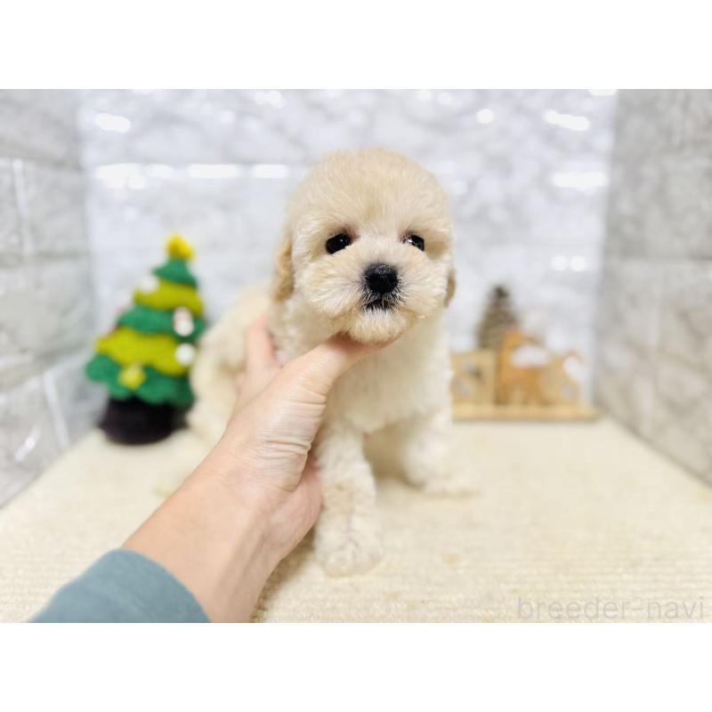 販売中の岐阜県のタイニープードル-435467の2枚目